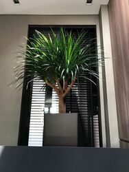 Camelia Park (D28), Semi-Detached #600240461